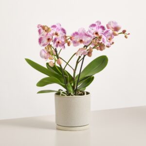 Orchidee ‚Tablo Bellini‘ Orchidee ‚Tablo Bellini‘