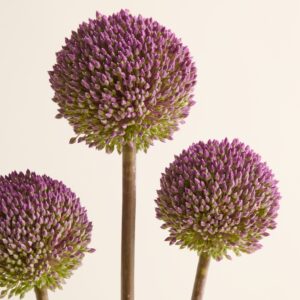 Lila Allium 'Summerdrummer'