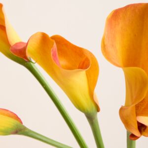 Orange Calla