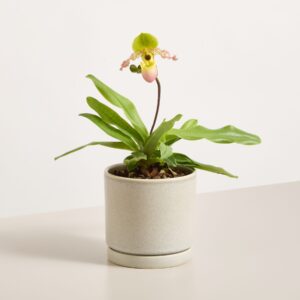 Frauenschuh-Orchidee ‚Pinocchio‘ Frauenschuh-Orchidee ‚Pinocchio‘