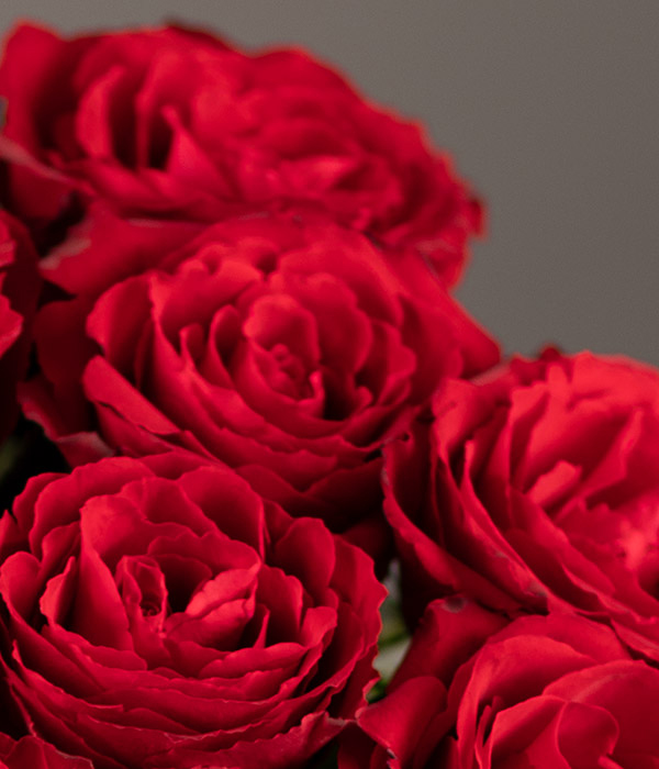 Rote Rosen – Bild 4