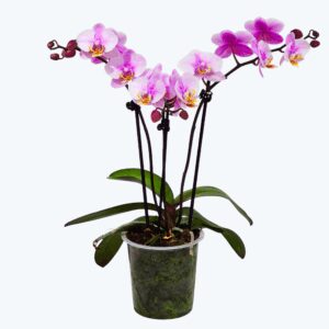 Phalaenopsis Roskilde mit zartrosa Blüten und 3 Rispen