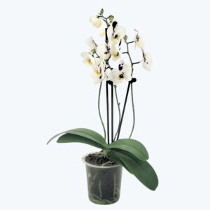 Phalaenopsis Marrakesh mit gefleckten Blüten und 3 Rispen