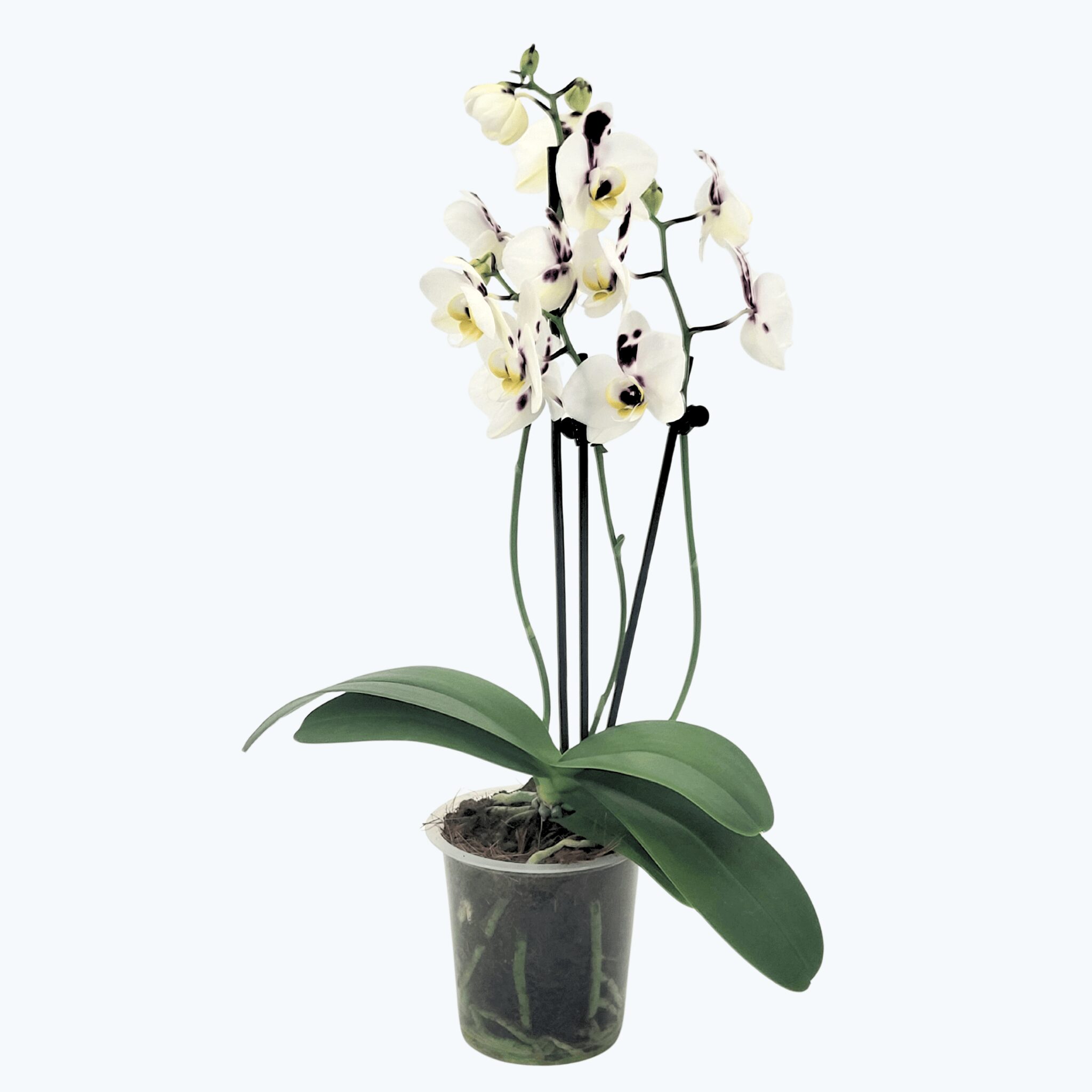 Phalaenopsis Marrakesh mit gefleckten Blüten und 3 Rispen