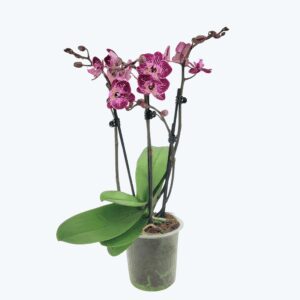 Phalaenopsis Purple Rain mit lila-gefleckten Blüten und 3 Rispen