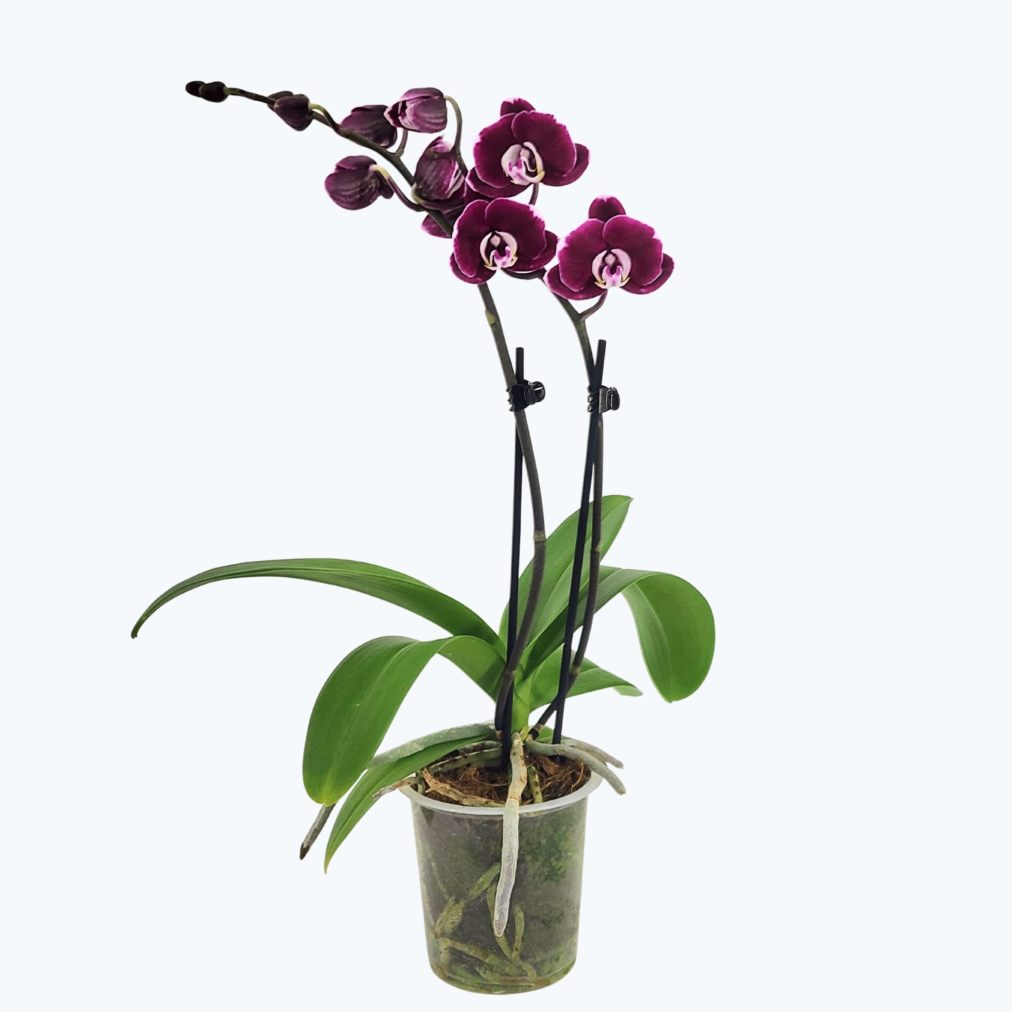 Phalaenopsis Seraphina Black mit dunkelvioletten Blüten und 2 Rispen – Bild 4