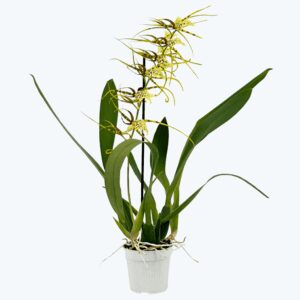 Spinnenorchidee Brassia Fabian mit 2+ Rispen