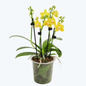 Phalaenopsis Sylvie mit gelben Blüten und 3 Rispen