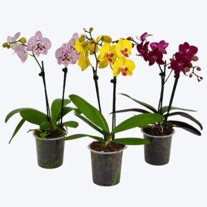 Phalaenopsis Farbmix im 3er Set mit 2 Rispen