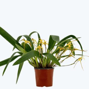 Maxillaria bradei Hybride im 12cm Topf mit gelben Blüten und 8+ Blüten