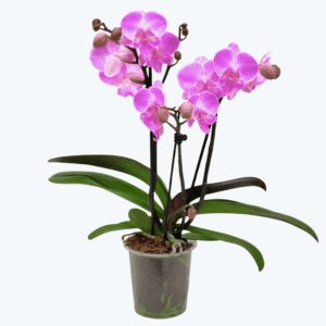 Phalaenopsis Big Lip Manta Kalimantan mit pinken Blüten und 3+ Rispen