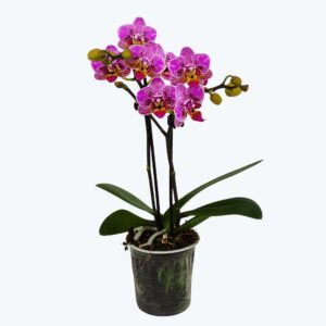 Table Dance Berry Kiss mit zart rosafarbenen Blüten und 2 Rispen
