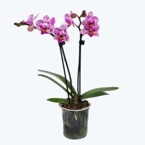 Table Dance Wild Berry mit rosa gesprenkelten Blüten und 2 Rispen