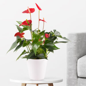 Flamingoblume Rot + gratis Topf | Anthurie Flamingoblume Rot + gratis Topf | Anthurie