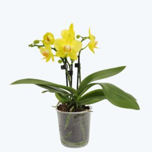 Table Dance Albenga mit gelben Blüten und 2 Rispen