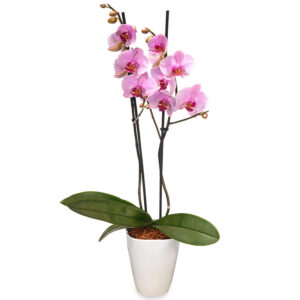 Orchidee in Rosa