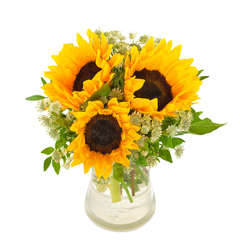 Sonnige Sonnenblumen