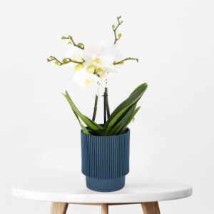 Weiße Orchidee + gratis Topf | Phalaenopsis Weiße Orchidee + gratis Topf | Phalaenopsis
