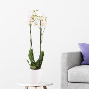 Weiße Orchidee (zwei Rispen) + gratis Topf Weiße Orchidee (zwei Rispen) + gratis Topf