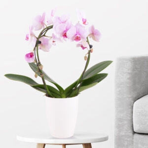 Orchideenbogen Rosa + gratis Topf | Phalaenopsis