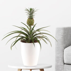 Ananas-Pflanze + gratis Topf | Ananas comosus