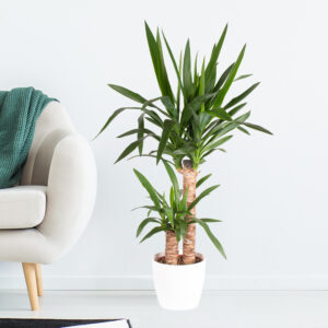 Yucca-Palme XL (2-stämmig) | Palmlilie