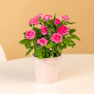 Rosa Topfrosen