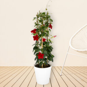 Rote Mandevilla Pyramide + gratis Topf