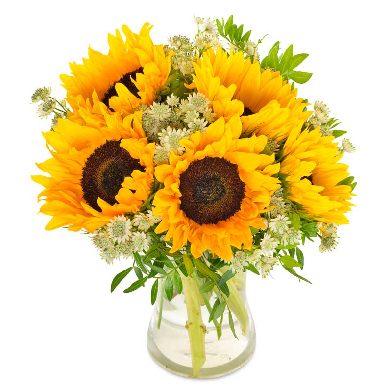 Sonnige Sonnenblumen