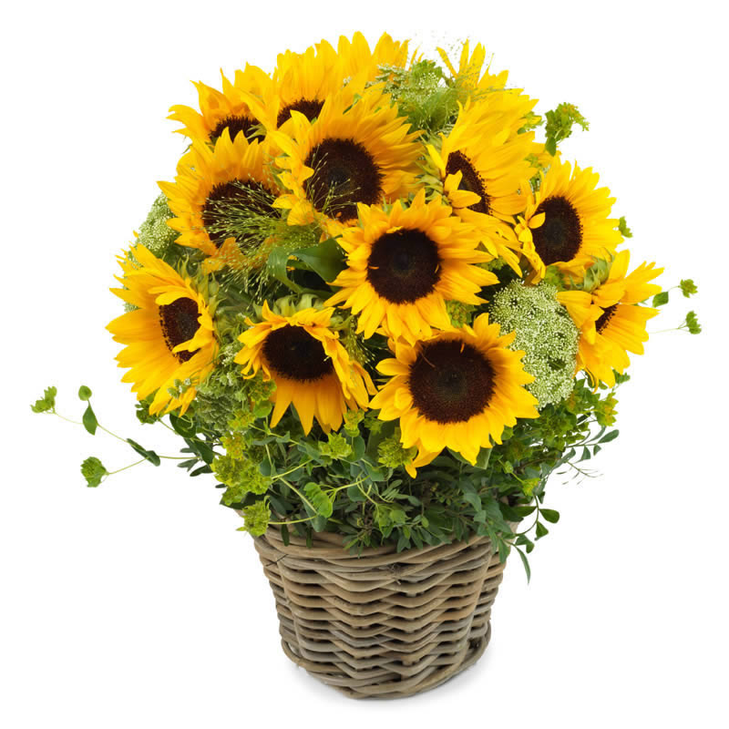 Sonnenblumen-Traum