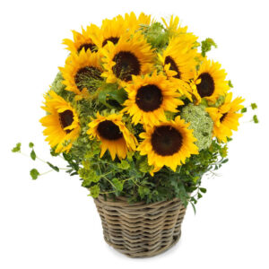Sonnenblumen-Traum
