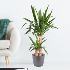 Yucca-Palme (2-stämmig) + gratis Topf | Palmlilie Yucca-Palme (2-stämmig) + gratis Topf | Palmlilie