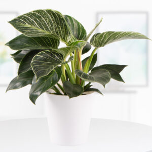 Philodendron + gratis Topf | White Wave