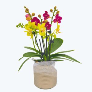 Cocktail Orchidee mit gelb-roten Blüten und 4+ Rispen, Keramik und Dekovlies