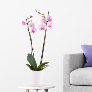 Rosa Orchidee (zwei Rispen) + gratis Topf Rosa Orchidee (zwei Rispen) + gratis Topf