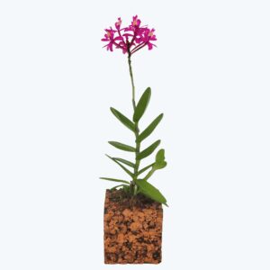 Epidendrum Nordic Fire Pink mit 1 Rispe im Korkquader