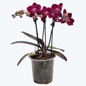 Phalaenopsis Cartagena mit dunklen bordeauxroten Blüten und 3 Rispen