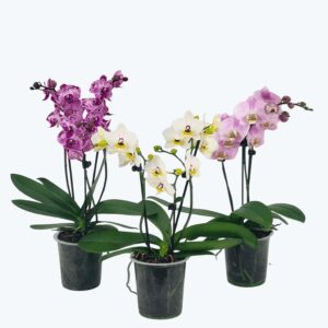 Phalaenopsis Farbmix im 3er Set mit 3 Rispen