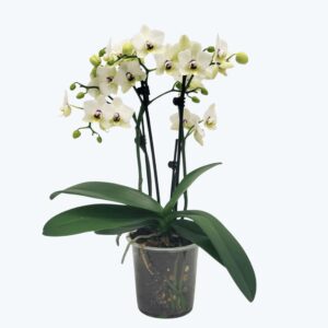 Phalaenopsis White Coco mit weißen Blüten und 3 Rispen