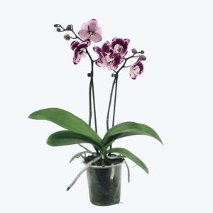Phalaenopsis Seraphina mit violett-weißen Blüten und 2 Rispen