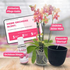 Orchideen Starterset