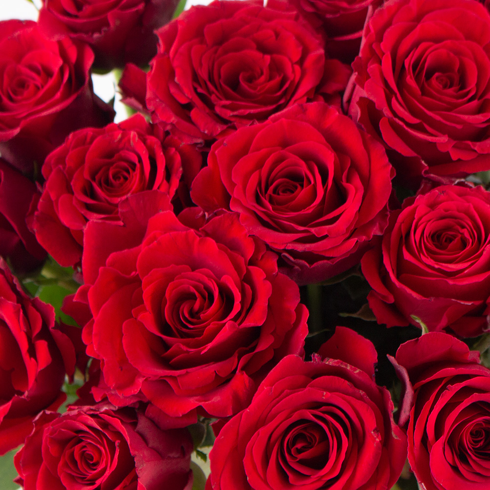 20 Rote Rosen (40cm) – Bild 2