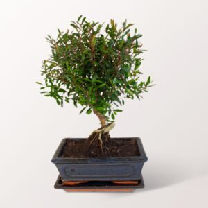 Bonsai Syzygium Bonsai Syzygium