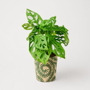 Monstera im Rankentopf