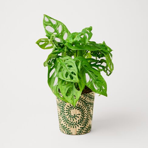 Monstera im Rankentopf