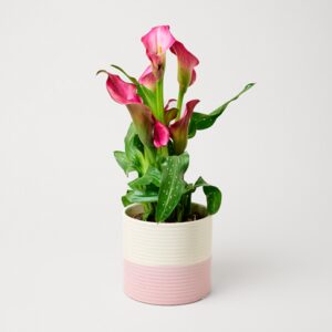 Pinke Calla im Keramiktopf