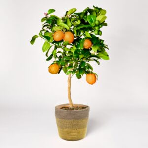 Orangenbäumchen