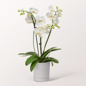 Weiße Orchidee im Topf