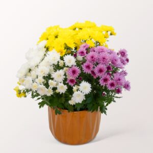 Chrysanthemen Trio