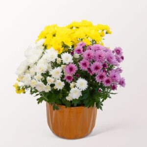 Chrysanthemen Trio